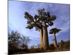 Baobab, Western Dry Forest, Morondava, Madagascar-Pete Oxford-Mounted Photographic Print
