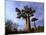 Baobab, Western Dry Forest, Morondava, Madagascar-Pete Oxford-Mounted Photographic Print