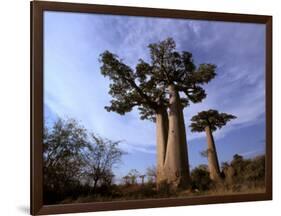 Baobab, Western Dry Forest, Morondava, Madagascar-Pete Oxford-Framed Photographic Print