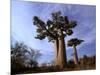 Baobab, Western Dry Forest, Morondava, Madagascar-Pete Oxford-Mounted Photographic Print