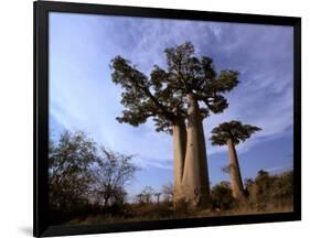 Baobab, Western Dry Forest, Morondava, Madagascar-Pete Oxford-Framed Photographic Print