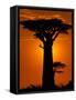 Baobab, Western Dry Forest, Morondava, Madagascar-Pete Oxford-Framed Stretched Canvas