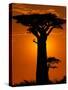 Baobab, Western Dry Forest, Morondava, Madagascar-Pete Oxford-Stretched Canvas