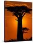 Baobab, Western Dry Forest, Morondava, Madagascar-Pete Oxford-Stretched Canvas