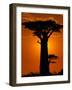 Baobab, Western Dry Forest, Morondava, Madagascar-Pete Oxford-Framed Photographic Print