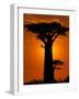 Baobab, Western Dry Forest, Morondava, Madagascar-Pete Oxford-Framed Photographic Print