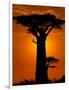 Baobab, Western Dry Forest, Morondava, Madagascar-Pete Oxford-Framed Photographic Print