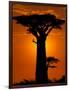 Baobab, Western Dry Forest, Morondava, Madagascar-Pete Oxford-Framed Photographic Print