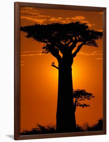 Baobab, Western Dry Forest, Morondava, Madagascar-Pete Oxford-Framed Photographic Print