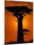 Baobab, Western Dry Forest, Morondava, Madagascar-Pete Oxford-Mounted Photographic Print