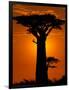 Baobab, Western Dry Forest, Morondava, Madagascar-Pete Oxford-Framed Photographic Print