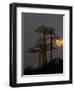 Baobabs (Adansonia) and moon, Morondava, Madagascar-Panoramic Images-Framed Photographic Print