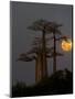 Baobabs (Adansonia) and moon, Morondava, Madagascar-Panoramic Images-Mounted Photographic Print