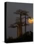 Baobabs (Adansonia) and moon, Morondava, Madagascar-Panoramic Images-Stretched Canvas