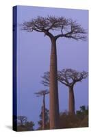 Baobabs (Adansonia Grandidieri) at Sunset, Morondava, Madagascar, Africa-Gabrielle and Michel Therin-Weise-Stretched Canvas