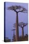 Baobabs (Adansonia Grandidieri) at Sunset, Morondava, Madagascar, Africa-Gabrielle and Michel Therin-Weise-Stretched Canvas