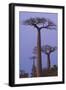 Baobabs (Adansonia Grandidieri) at Sunset, Morondava, Madagascar, Africa-Gabrielle and Michel Therin-Weise-Framed Photographic Print