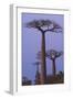 Baobabs (Adansonia Grandidieri) at Sunset, Morondava, Madagascar, Africa-Gabrielle and Michel Therin-Weise-Framed Photographic Print