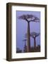 Baobabs (Adansonia Grandidieri) at Sunset, Morondava, Madagascar, Africa-Gabrielle and Michel Therin-Weise-Framed Photographic Print