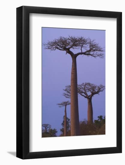 Baobabs (Adansonia Grandidieri) at Sunset, Morondava, Madagascar, Africa-Gabrielle and Michel Therin-Weise-Framed Photographic Print