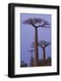 Baobabs (Adansonia Grandidieri) at Sunset, Morondava, Madagascar, Africa-Gabrielle and Michel Therin-Weise-Framed Photographic Print