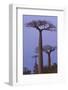 Baobabs (Adansonia Grandidieri) at Sunset, Morondava, Madagascar, Africa-Gabrielle and Michel Therin-Weise-Framed Photographic Print