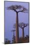 Baobabs (Adansonia Grandidieri) at Sunset, Morondava, Madagascar, Africa-Gabrielle and Michel Therin-Weise-Mounted Photographic Print