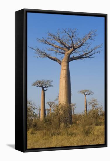 Baobabs (Adansonia Grandidieri), Morondava, Madagascar, Africa-Gabrielle and Michel Therin-Weise-Framed Stretched Canvas