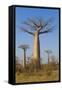 Baobabs (Adansonia Grandidieri), Morondava, Madagascar, Africa-Gabrielle and Michel Therin-Weise-Framed Stretched Canvas