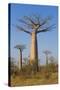 Baobabs (Adansonia Grandidieri), Morondava, Madagascar, Africa-Gabrielle and Michel Therin-Weise-Stretched Canvas