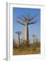 Baobabs (Adansonia Grandidieri), Morondava, Madagascar, Africa-Gabrielle and Michel Therin-Weise-Framed Photographic Print