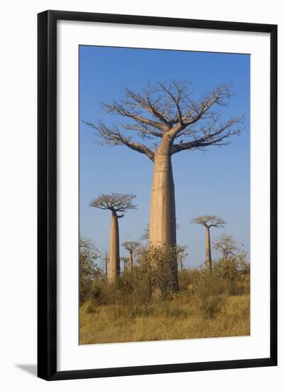 Baobabs (Adansonia Grandidieri), Morondava, Madagascar, Africa-Gabrielle and Michel Therin-Weise-Framed Photographic Print