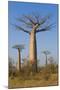 Baobabs (Adansonia Grandidieri), Morondava, Madagascar, Africa-Gabrielle and Michel Therin-Weise-Mounted Photographic Print