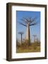 Baobabs (Adansonia Grandidieri), Morondava, Madagascar, Africa-Gabrielle and Michel Therin-Weise-Framed Photographic Print