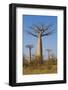 Baobabs (Adansonia Grandidieri), Morondava, Madagascar, Africa-Gabrielle and Michel Therin-Weise-Framed Photographic Print