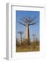 Baobabs (Adansonia Grandidieri), Morondava, Madagascar, Africa-Gabrielle and Michel Therin-Weise-Framed Photographic Print