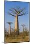 Baobabs (Adansonia Grandidieri), Morondava, Madagascar, Africa-Gabrielle and Michel Therin-Weise-Mounted Photographic Print