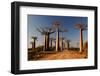 Baobabs Alley-JLR-Framed Photographic Print