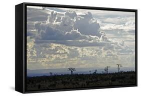 Baobabs Landscape, Region of Ihosy, Madagascar, Africa-J P De Manne-Framed Stretched Canvas