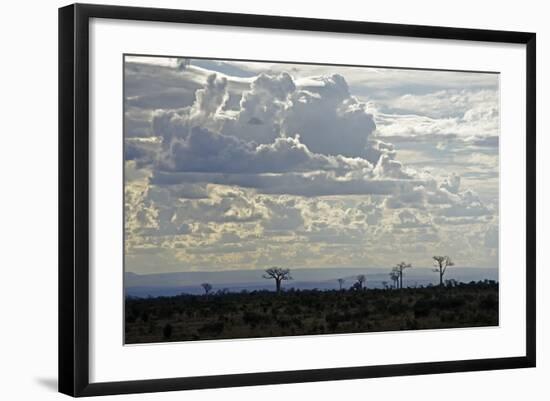 Baobabs Landscape, Region of Ihosy, Madagascar, Africa-J P De Manne-Framed Photographic Print