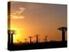 Baobabs, Morondava, Madagascar-Pete Oxford-Stretched Canvas