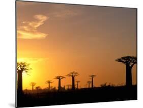 Baobabs, Morondava, Madagascar-Pete Oxford-Mounted Premium Photographic Print