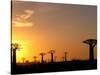 Baobabs, Morondava, Madagascar-Pete Oxford-Stretched Canvas