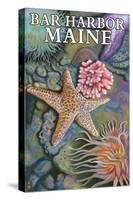 Bar Harbor, Maine - Tidepool Scene-Lantern Press-Stretched Canvas