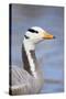 Bar Headed Goose-null-Stretched Canvas