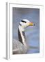 Bar Headed Goose-null-Framed Photographic Print