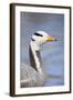 Bar Headed Goose-null-Framed Photographic Print