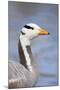 Bar Headed Goose-null-Mounted Photographic Print