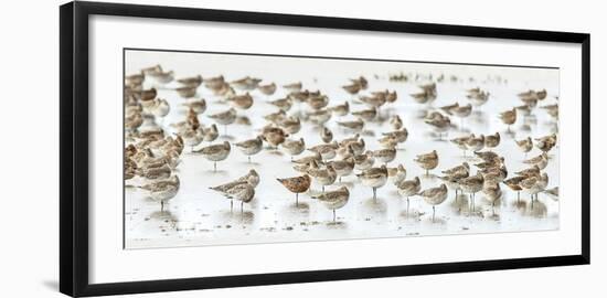 Bar-Tailed Godwit 19-Kurien Yohannan-Framed Giclee Print