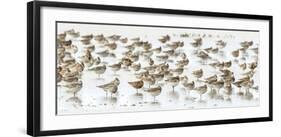 Bar-Tailed Godwit 19-Kurien Yohannan-Framed Giclee Print